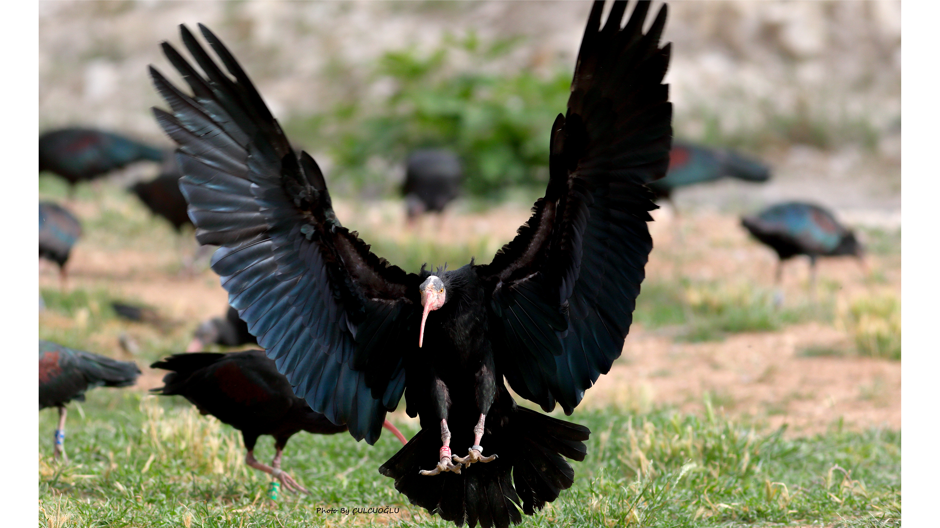 Northern Bald Ibis